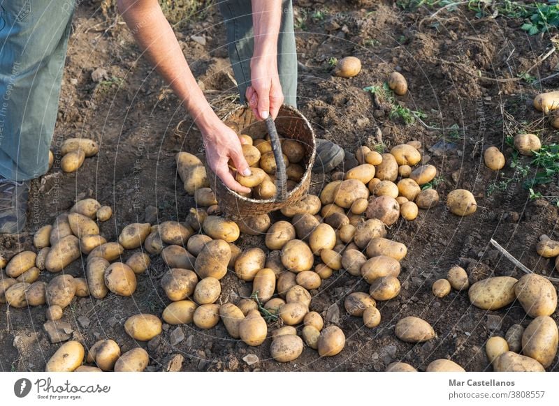 Potatoes fresh from the ground. Man collecting potatoes. Farming. Agriculture man harvest take out basket rural land farm tuber food ingredients people organic