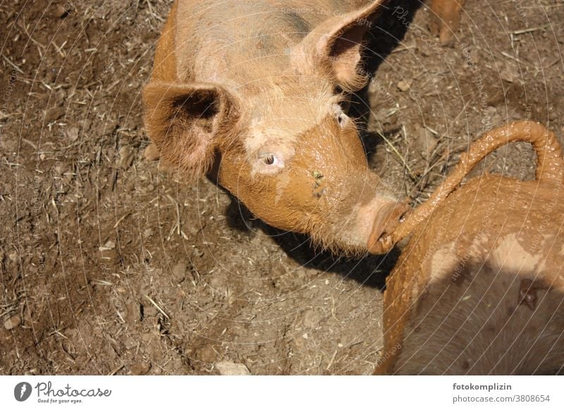 light brown pig looks at you from below Swine Rabbit's foot Pig's Eye Trunk Snout ears Pig's Ears Nose Sow Piglet Animal portrait Happy Dirty Pig's snout Farm