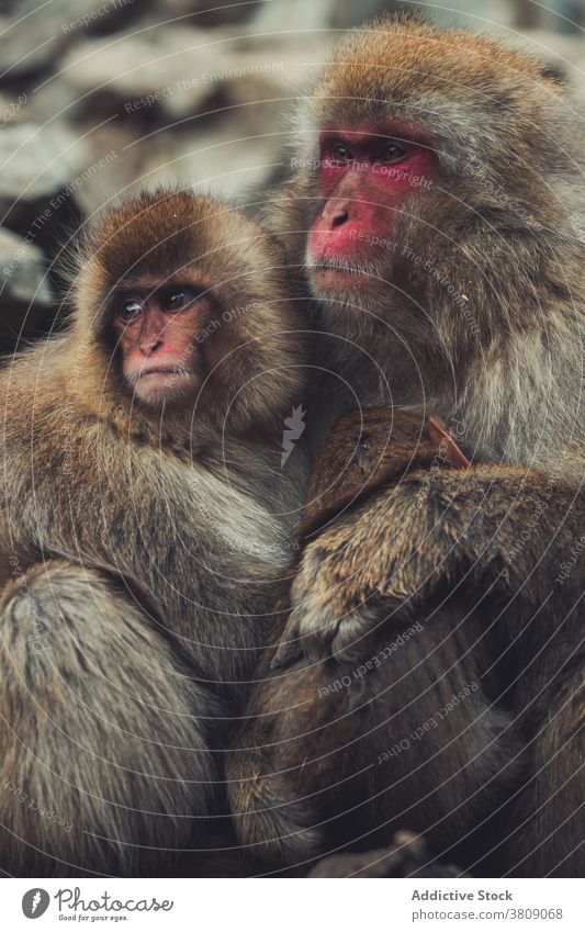 Mother and baby snow monkeys hugging in natural park japanese macaque together mother animal care jigokudani monkey park yamanouchi mammal fauna wild creature