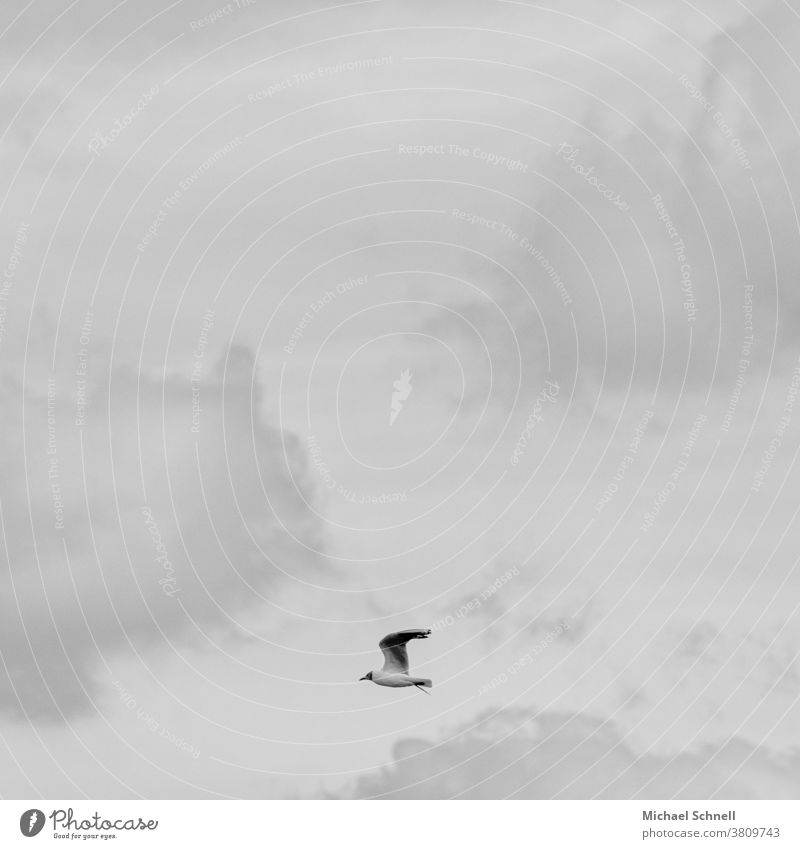 Flying seagull and grey clouds Seagull Bird Sky Freedom Animal Grand piano Clouds on one's own flight Left Black & white photo black-and-white