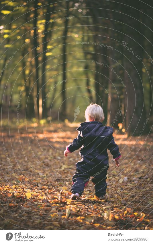 Toddler paces through the autumnal forest Autumn Child Forest stroll plod foliage Deciduous forest Autumnal explore Nature Automn wood