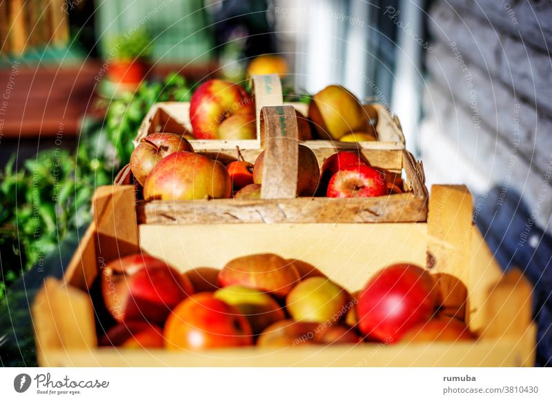 Apples freshly harvested in baskets Basket Sour Delicious To enjoy Healthy Nutrition Fruit Shallow depth of field Day Copy Space top Neutral Background