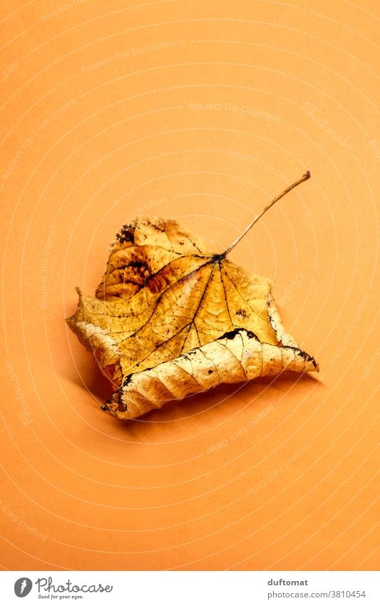 Autumn leaves on an orange background foliage withered Orange Flat Lie fall Autumnal Autumnal colours Dry dried leaf Nature Leaf Colour photo Plant Early fall