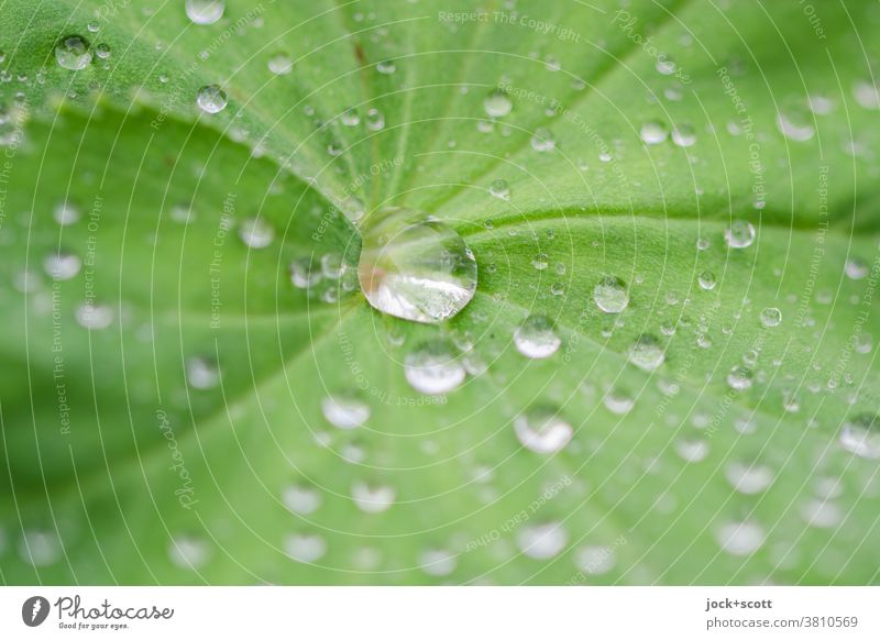 Soft lady's coat and the water pearls Rose plants Nature Ornamental plant Green Drop Structures and shapes Leaf Surface tension Fresh Drops of water Damp Dew