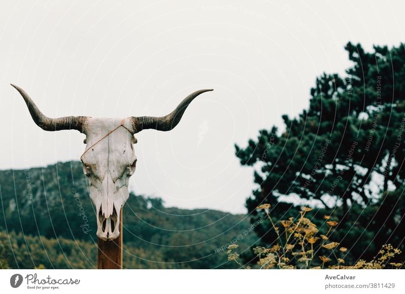 Cow skull in a wooden trunk in front of some giant mountains with copy space vignette anatomy scary discovery spooky western loneliness evil devil usa skeleton