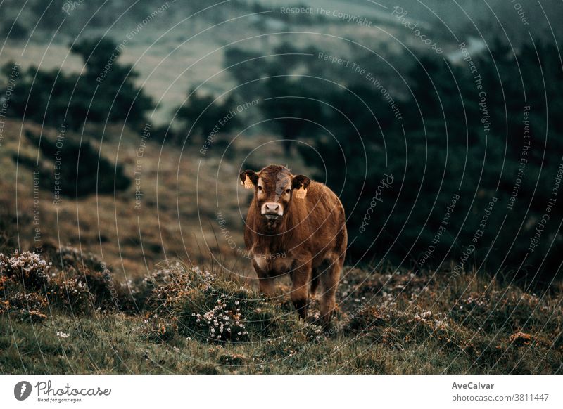 Brown baby cow looking straight to camera in the middle of the mountains vitality looking at camera mouth save signal watching firm skin security dangerous
