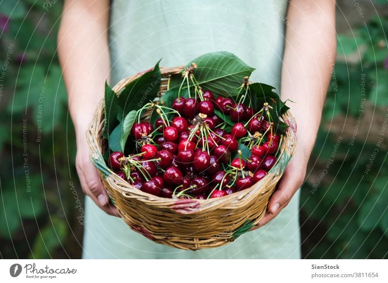 young woman on the graden hold a basket with cheries. cherry juicy healthy food hand apron organic ripe vegetarian agriculture fruit fresh girl nature natural