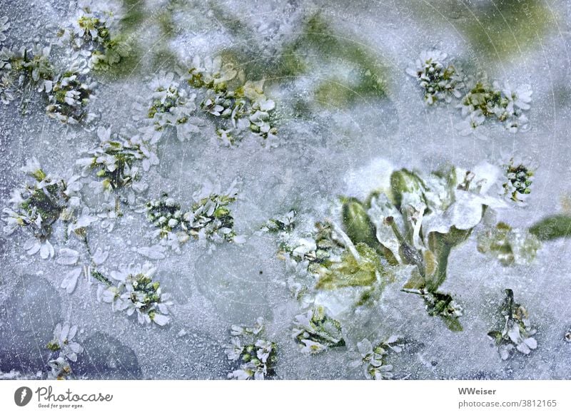 The blossoms have been caught cold Winter winter icily Ice Snow Frozen flowers Green beginning of spring onset of winter beginning of winter frozen Frostwork