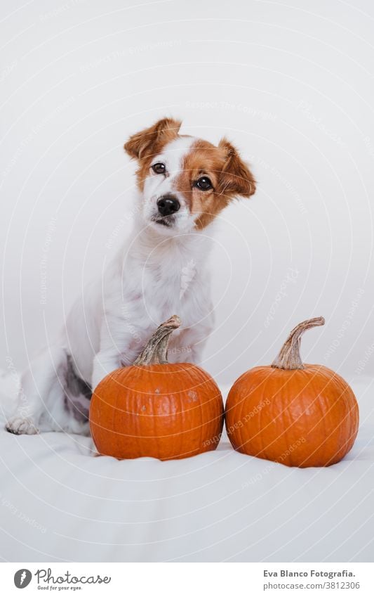 cute jack russell dog at home. Halloween background decoration halloween indoors balloons bedroom house lovely pet nobody orange pumpkin diadem funny domestic