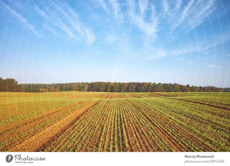 Autumn landscape with agricultural field and a forest. season agriculture nature rural plant crop green seedling scenery scenic sky morning horizon countryside