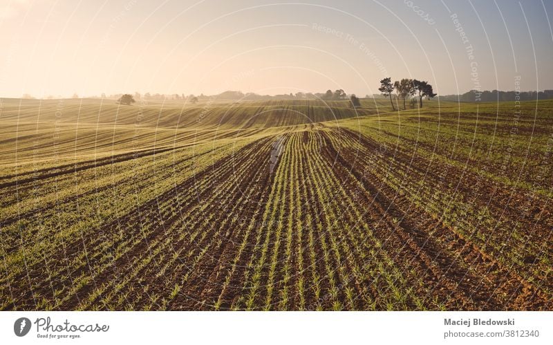 Autumn landscape with agricultural field at sunset. season agriculture nature rural sunrise farm plant crop green seedling scenery scenic sky morning horizon