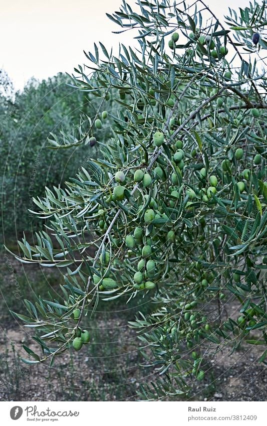 Olive groves full of olives for harvest cultivation agriculture landscape farm oil countryside green rural plant field natural nature plantation panoramic tree