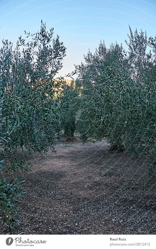 Olive groves full of olives for harvest cultivation agriculture landscape farm oil countryside green rural plant field natural nature plantation panoramic tree