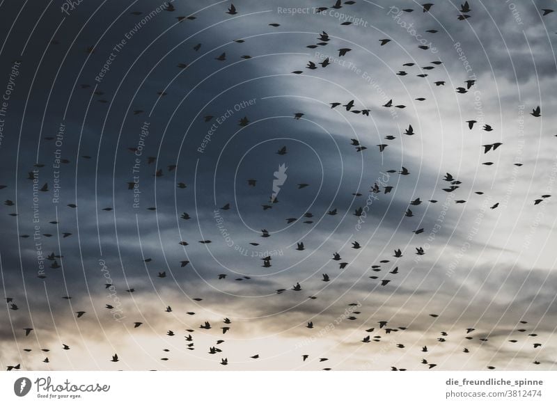 Starlings fly to winter I Bird Animal Nature Colour photo Exterior shot Blue Sky Flying Under Environment Wild animal naturally Grand piano Animal portrait