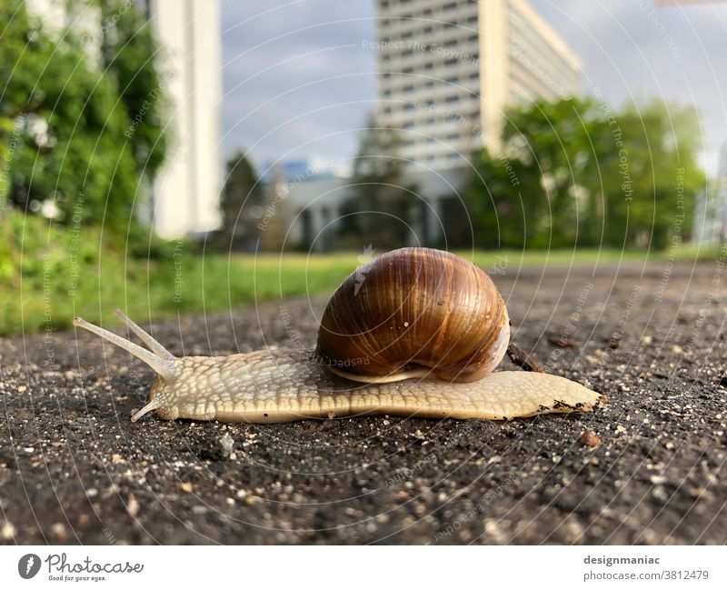 Little snail, big on the road in Frankfurt :-) Crumpet High-rise Worm's-eye view Architecture Main Bank building Exterior shot Sky Pavement