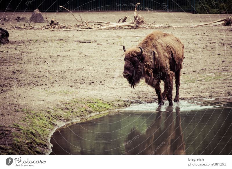 water hole Meat Wild animal Bison Buffalo 1 Animal Looking Stand Drinking Brown Exterior shot Deserted Copy Space left Day