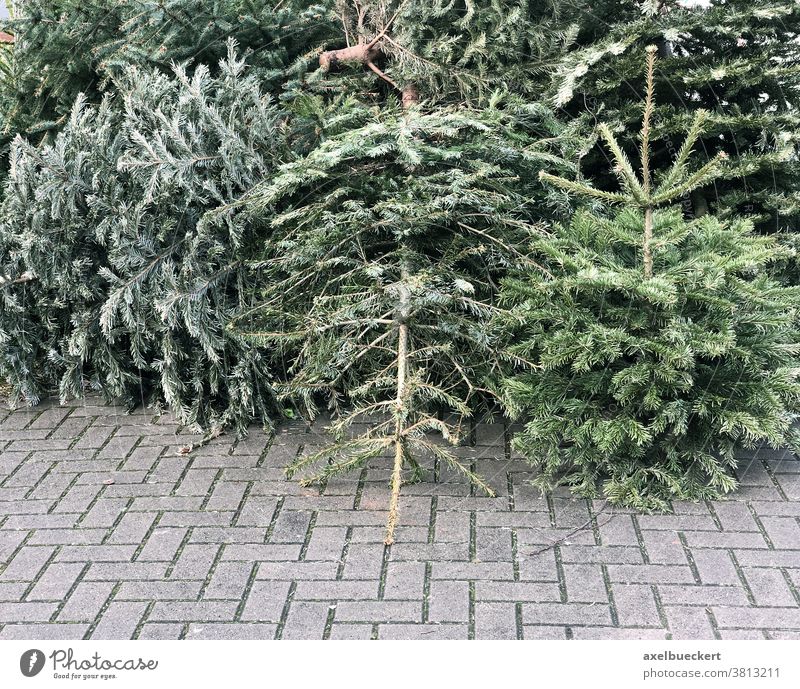 discarded christmas trees piled on pavement for trash collection xmas garbage rubbish pine fir winter new year january germany abandoned street environment