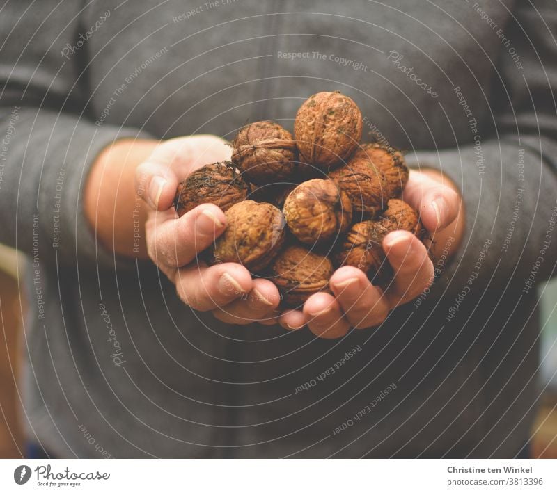 Hold self collected fresh walnuts in your hands Walnuts Harvest stop Woman Autumnal Delicious Snack Rustic Food Tasty Fresh Nutrition salubriously Vegan diet