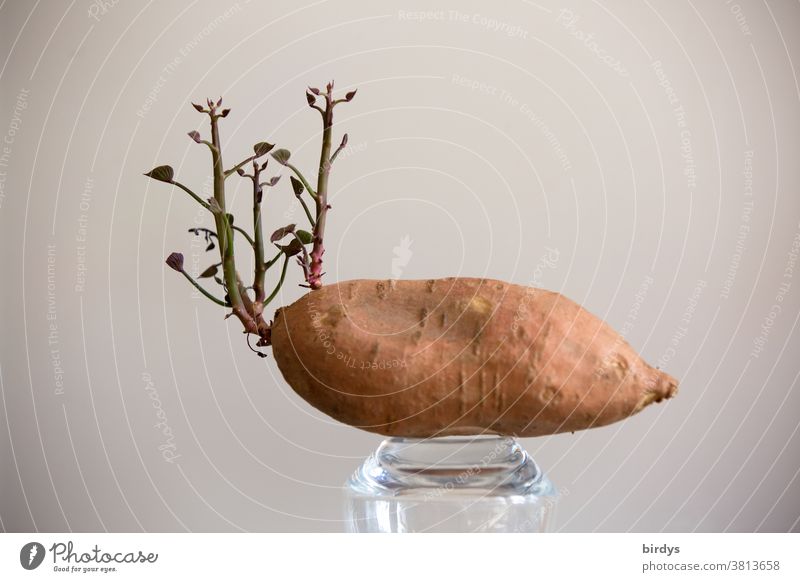 sprouting sweet potato on a glass against a neutral background Germ germinating Vegetable Growth Nutrition Organic produce Vegetarian diet Vigor Propagation