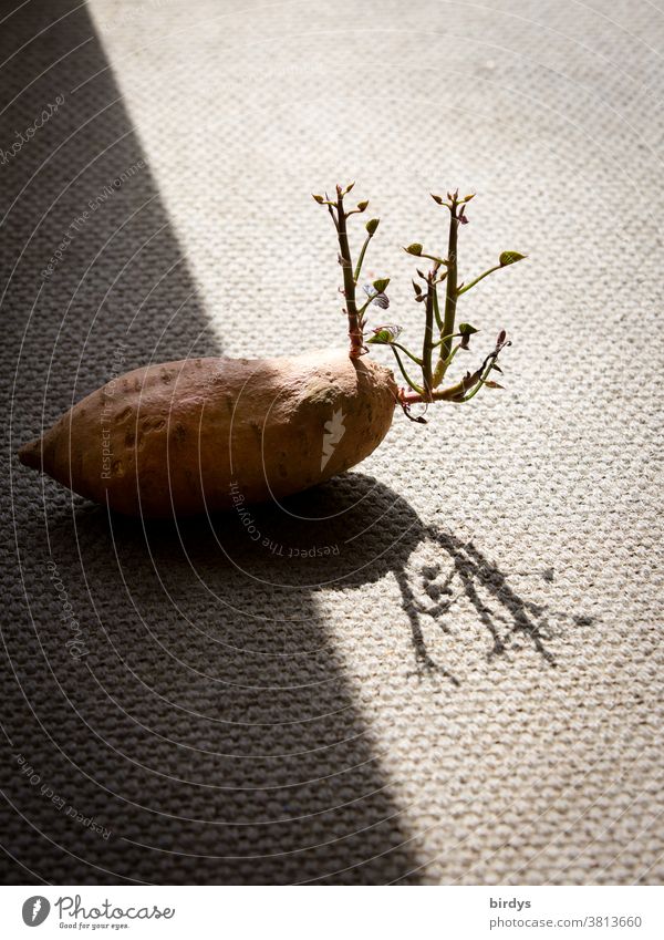 Sprouting sweet potato on the border between shadow and light, sweet potato sprout vegan Germ germinating Sweet potato sprout Vegetable Eating Nutrition