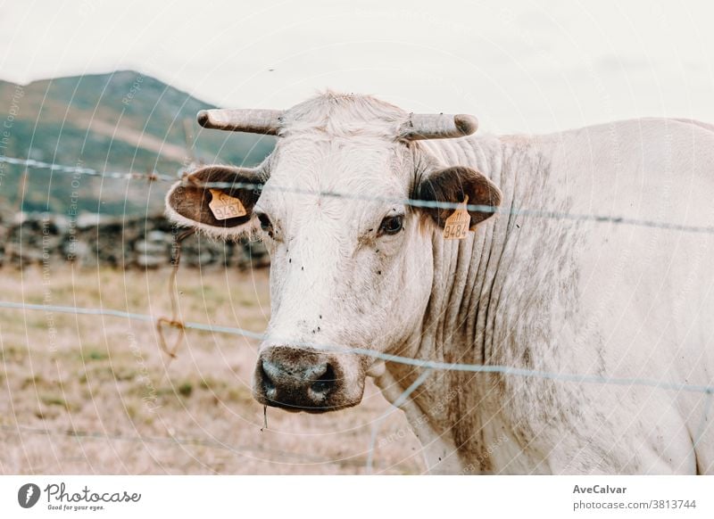 White giant cow with giant horns in the farm looking straight to camera calf food cattle grass agriculture herd mammal white animal ranch livestock meadow