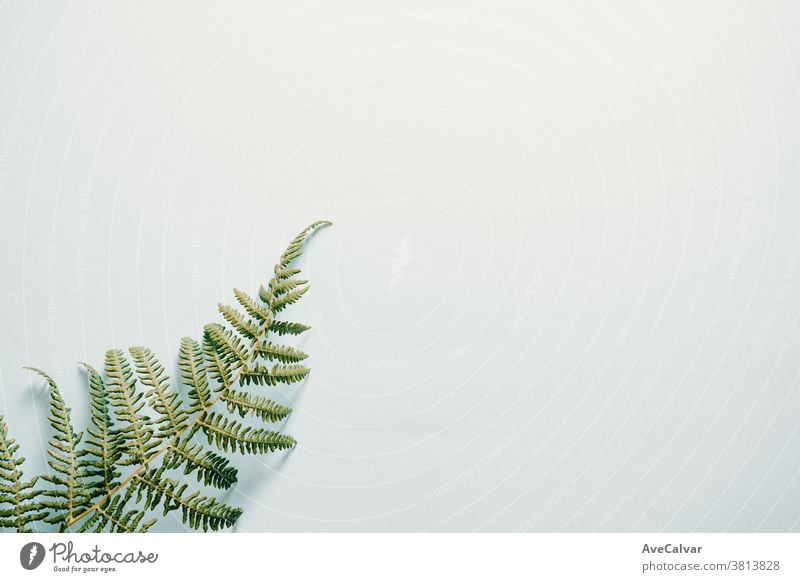 Fern leaf over a white background lay day wedding empty floral petal branch minimalism plant greeting romantic flowers pattern blossom symbol natural love