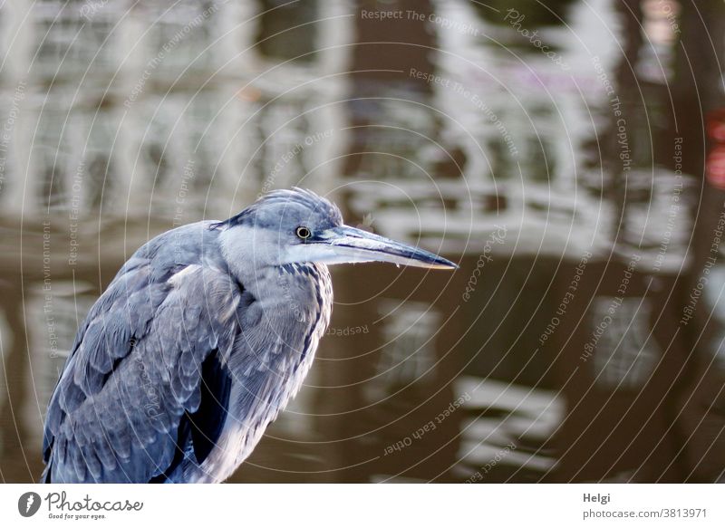 Close-up of a grey heron standing on the edge of a canal in the middle of Amsterdam Heron Grey heron Animal Bird Shallow depth of field Stand look Wait