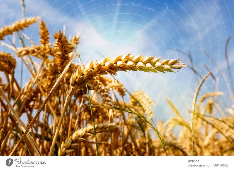 Wheat in a field Grain Agriculture Sun aridity ardor Environment Climate Harvest spike acre extension Plant Field Summer ecology Agricultural crop sunshine