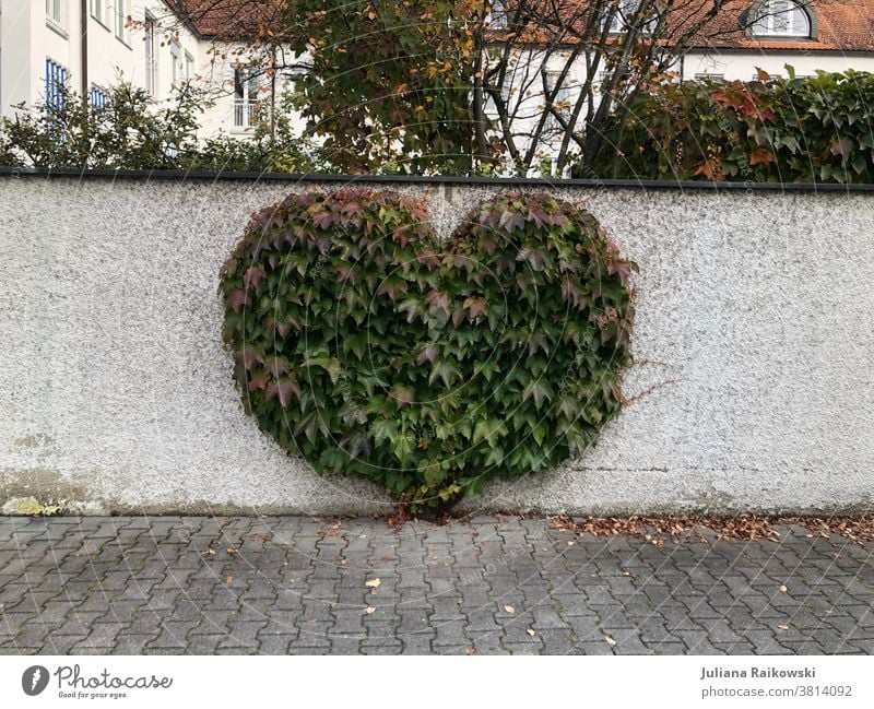 heart-shaped bush Heart (symbol) Love Valentine's Day Romance Deserted Emotions Mother's Day Sign Infatuation Colour photo Exterior shot Wall (barrier) Nature