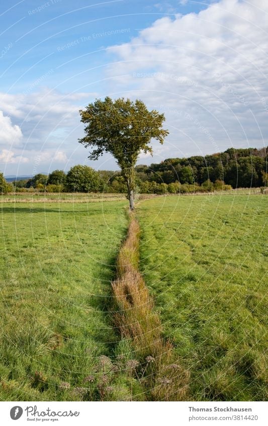 single tree on a meadow, forest in the background agriculture branch bright cloud clouds country countryside day environment fall farm farmland field fresh