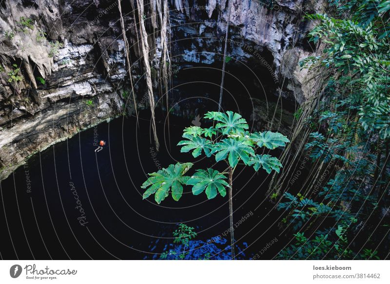 Person with life vest swimming in Oxman cenote with blue water and tropical plants in the cave, Yucatan, Mexico oxman adventure mysterious mystery natural