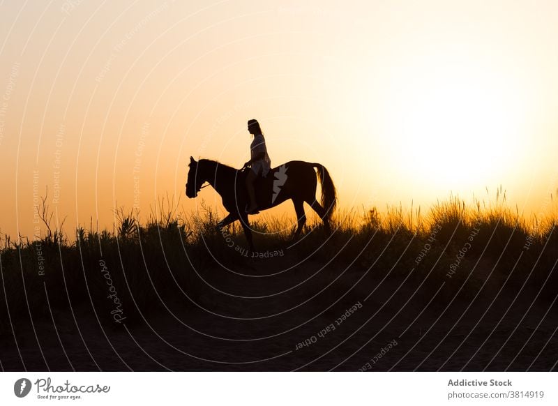 Silhouette of a girl riding a horse under a beautiful sunset silhouette woman landscape backlighting outdoors equine amazon equestrian animal themes sky