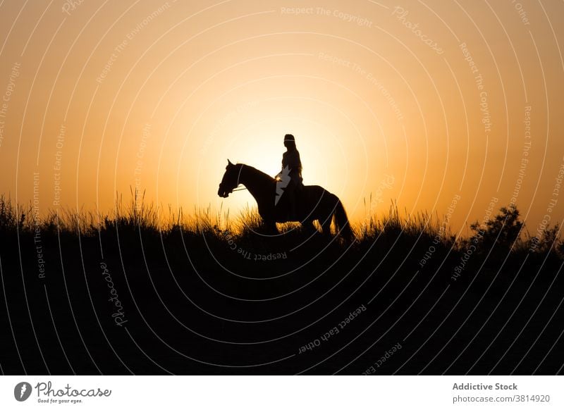 Silhouette of a girl riding a horse under a beautiful sunset silhouette woman landscape backlighting outdoors equine amazon equestrian animal themes sky