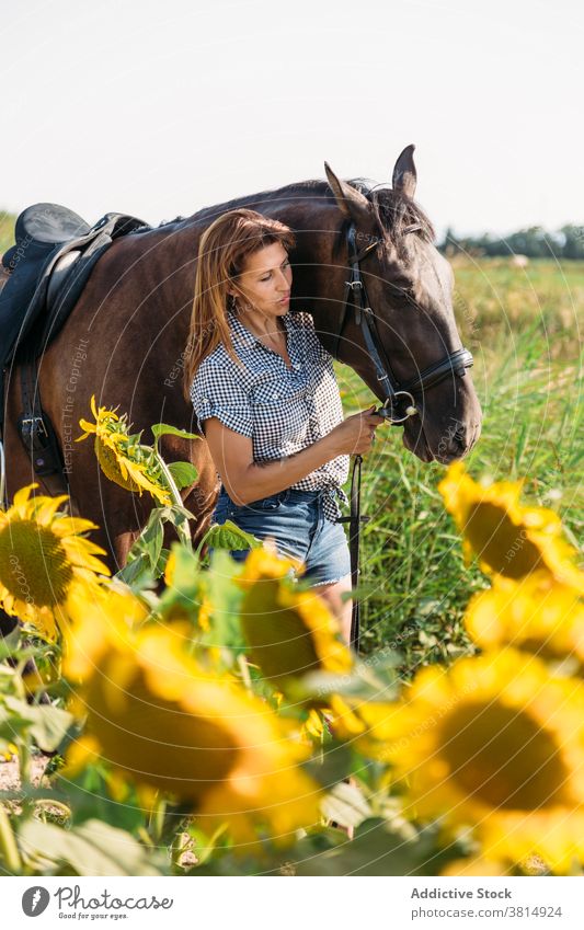 Beautiful woman petting her horse in a sunflower field on a sunny afternoon sunflowers ride caress love horsewoman countryside outdoors lifestyles mammal amazon