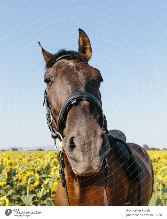 Close-up of a horse in a sunflower field on a sunny afternoon equine head sunflowers animal close-up outdoors outside lifestyles mammal pet purebred face muzzle