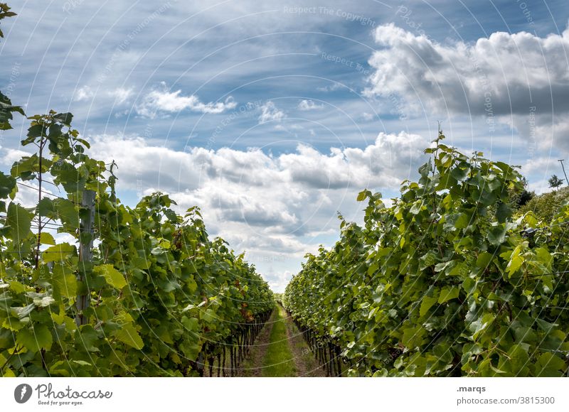 viticulture Summer Beautiful weather Wine growing Vine Vineyard Kaiserstuhl Perspective Nature Agricultural crop Sky Clouds
