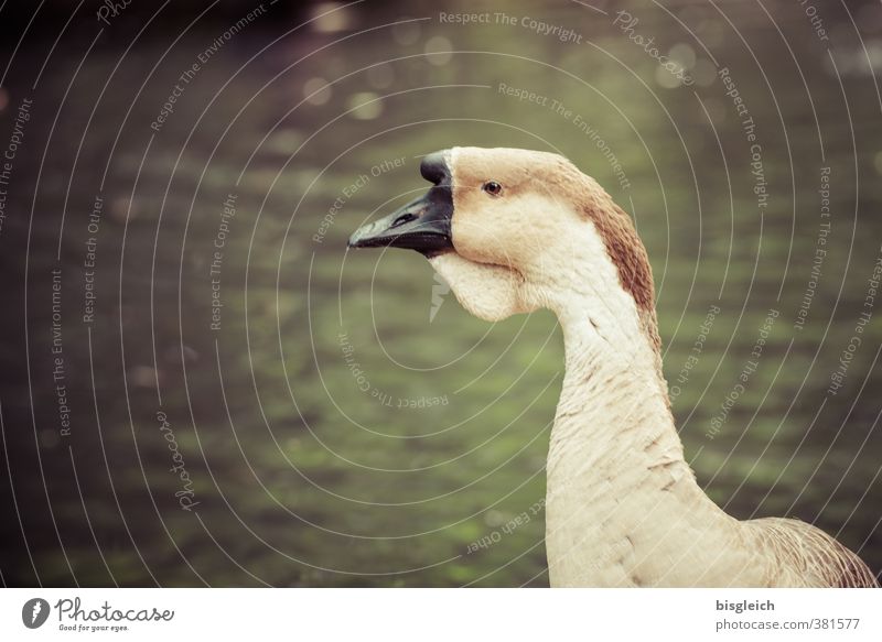 knob-billed goose Poultry Pond Lake Animal Bird Animal face Goose 1 Looking Brown Green Attentive Watchfulness Colour photo Exterior shot Deserted