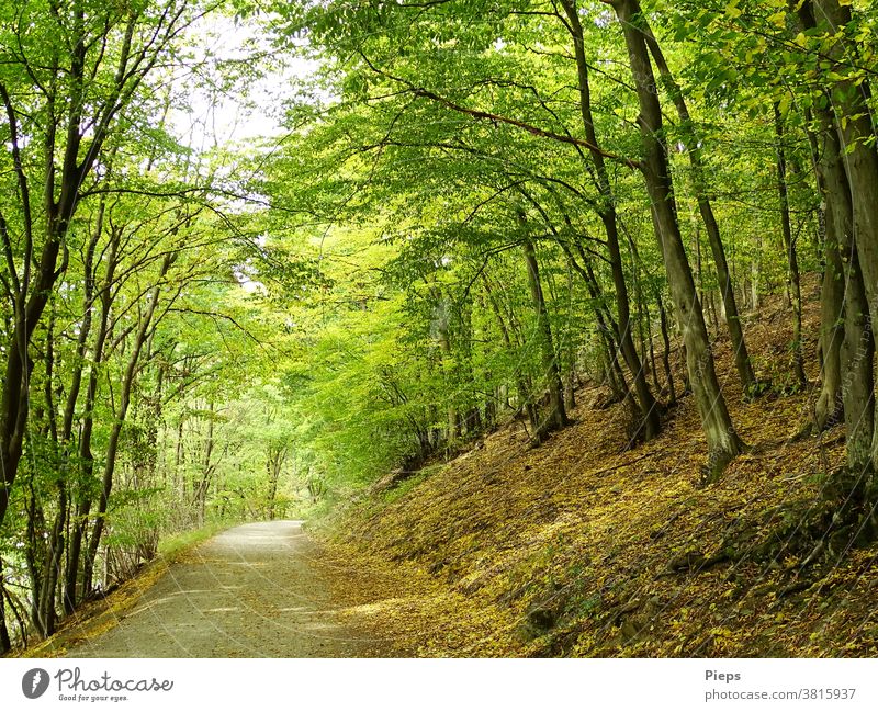 Forest path in early autumn forest path deciduous trees Autumn leaves Target Hiking Experiencing nature National Park Eifel active recover vacation forest bath