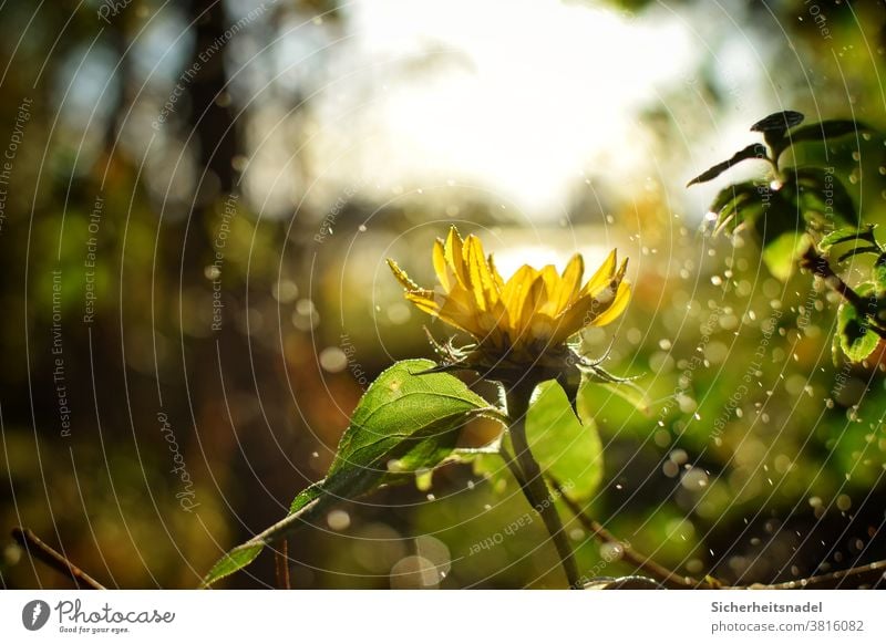 Sunflower Backlight Flower Yellow Plant Nature Back-light Exterior shot Deserted Sunlight Drizzle bokeh Drops of water Beautiful weather Light Blossom