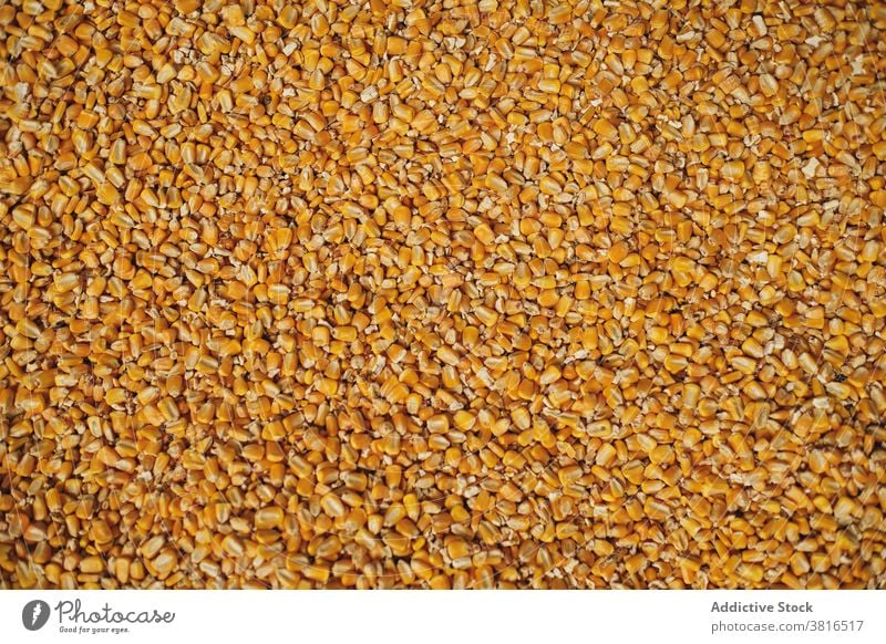Dried corn seeds at factory background kernel warehouse organic heap pile dry natural agriculture fresh healthy food nutrition many delicious plant raw