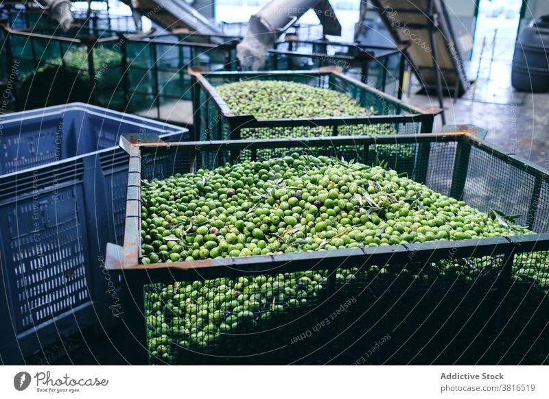 Green olives in containers at factory industrial facility storage fresh agriculture industry raw product production manufacture food organic machinery work