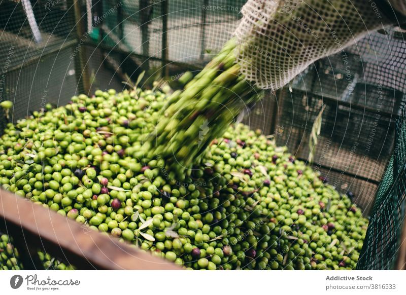 Crop farmer with green olives at factory storage pour worker raw container warehouse industry job box process production occupation professional industrial