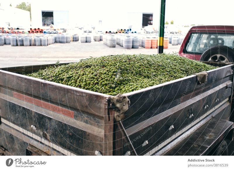 Pile of olives in car trailer factory industrial area fresh green plant ripe shabby metal weathered vehicle heap huge transport storage pile parked production