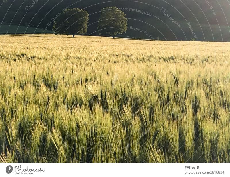 green cornfield in the golden sunset light Grain field Green Sunlight trees Germans Agricultural industry Landscape Wheatfield Sunset Flare Brilliant Nature