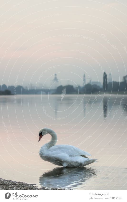 Swan with fog Animal River River bank Water Exterior shot Nature Colour photo Bird White Deserted Day Environment Wild animal naturally Copy Space top Light
