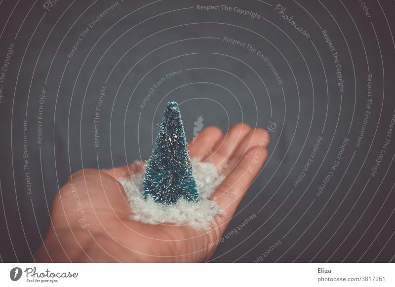 Hand holds a mini fir tree with snow. Concept winter and Christmas. Winter Christmassy Snow Artificial snow Fir tree christmas tree Christmas tree Pensive