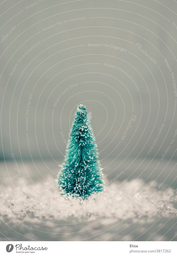 Small fir tree miniature on snow. Winter and Christmas. Miniature Snow Green Tree Christmas tree Fir tree Christmas & Advent winter white christmas White