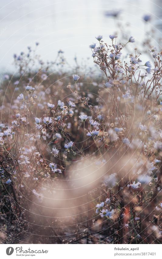 much from tender flowers Nature Plant Flower Blossom Spring Colour photo Blossoming Exterior shot Summer Meadow naturally Deserted Shallow depth of field