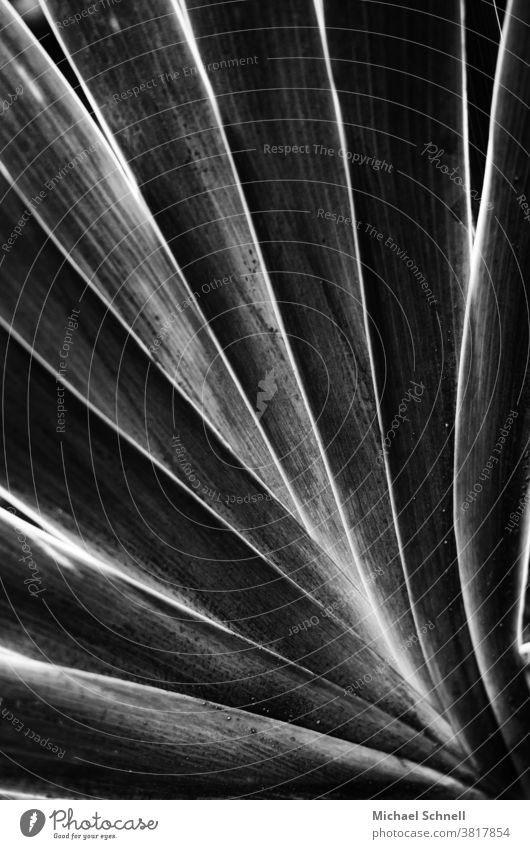 Long leaves of a green plant against the sun Nature Plant Leaf Exterior shot Close-up Black & white photo Back-light Abstract