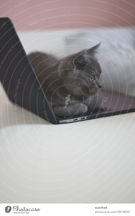 little cat sits on the keyboard of a laptop Cat hangover Pet Animal Love of animals Pelt Domestic cat Cuddly Animal portrait Cute Cat's head Interesting